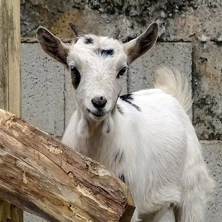 Gasthof Masseria Caporelli 3*